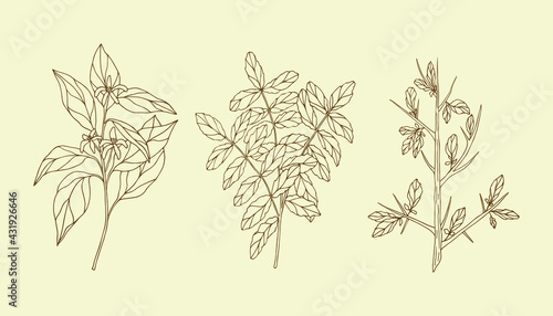 Set of hand drawn essential oil plants. Neroli, francincense, myrrh illustration