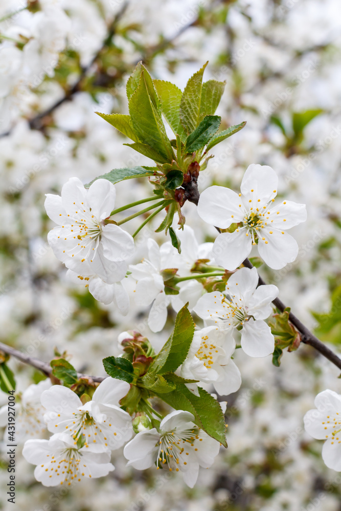 Branches of blooming cherry tree in a spring orchard. Branches of blooming cherry tree in a spring orchard.