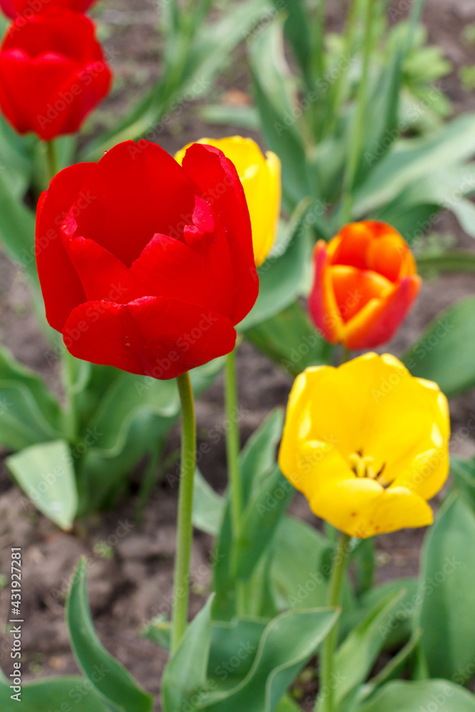 Tulips growing in the garden with blurred background.