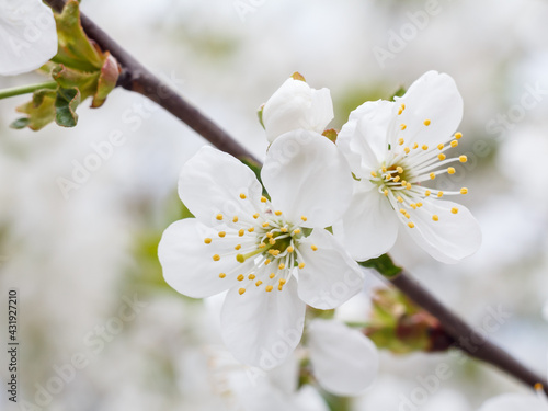 Branch of cherry tree in the period of spring flowering.