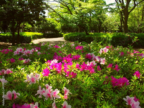 木漏れ日の中の躑躅と新緑の欅のある公園風景