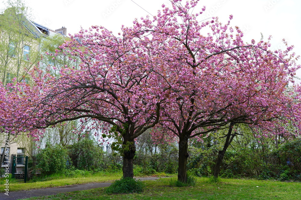 Kirschblüte am Berliner Mauerweg in der Wollankstraße in Pankow Kirschblüte am Berliner Mauerweg in der Wollankstraße in Pankow