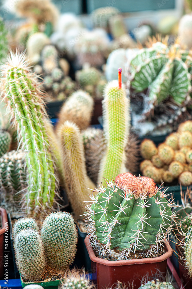 Cacti background, banner. A variety of succulent plants Cacti background, banner. A variety of succulent plants