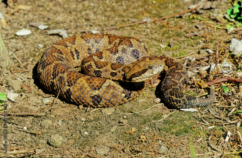 Naklejka premium Bothrops atrox