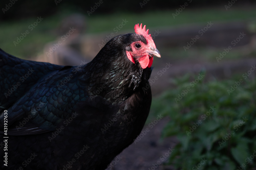 Black Australorp hen face in the sun close up photo