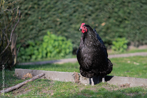 One black female chicken outside looking into the camera