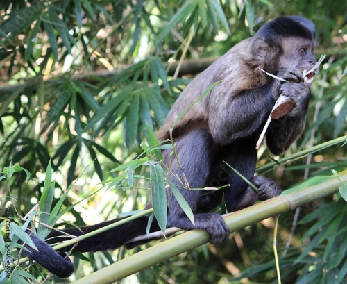 nail monkey