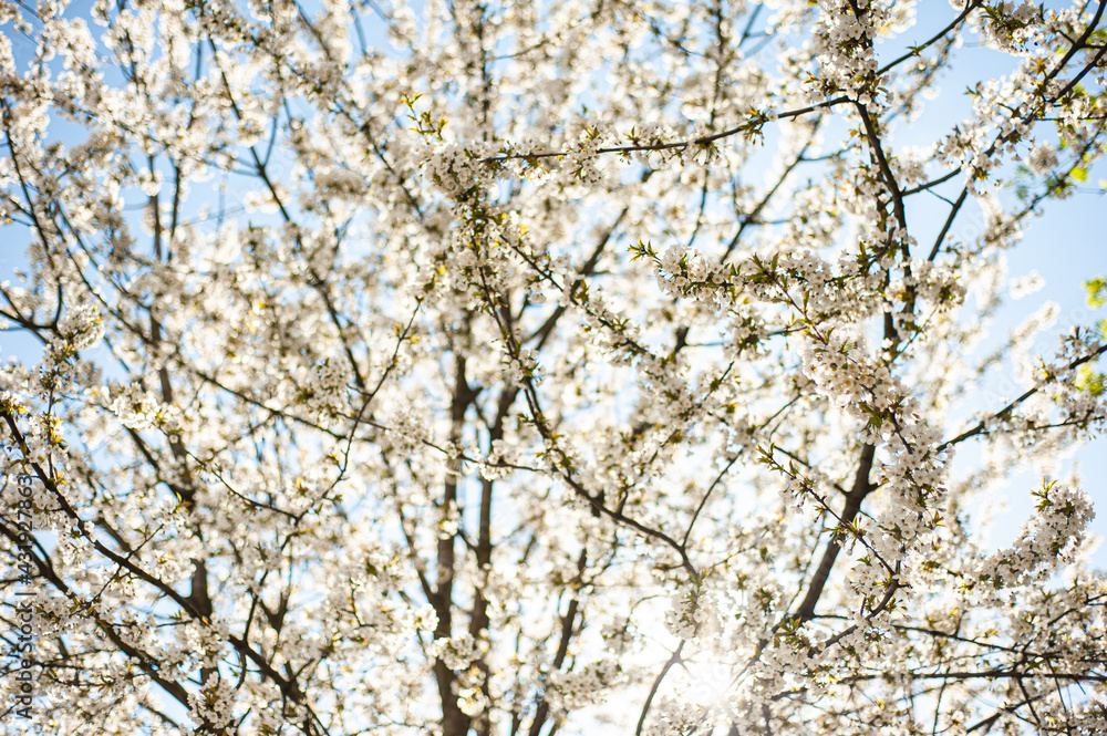 White blossom of apple blossoms on a sunny day on a background of blue sky. Background, banner White blossom of apple blossoms on a sunny day on a background of blue sky. Background, banner