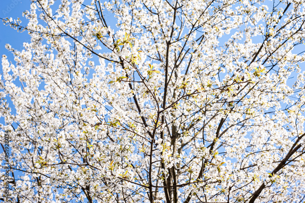 White blossom of apple blossoms on a sunny day on a background of blue sky. Background, banner