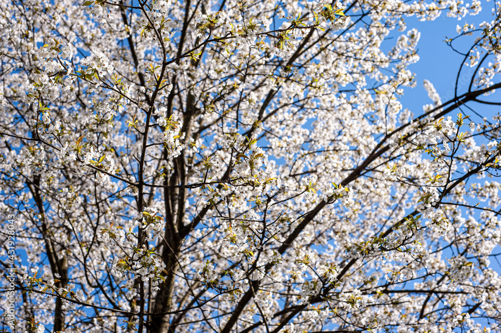 White blossom of apple blossoms on a sunny day on a background of blue sky. Background, banner