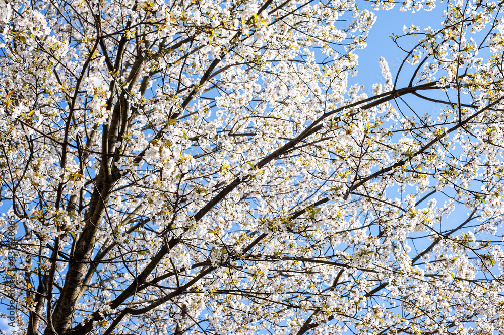 White cherry blossoms on a sunny day. Background, banner White cherry blossoms on a sunny day. Background, banner