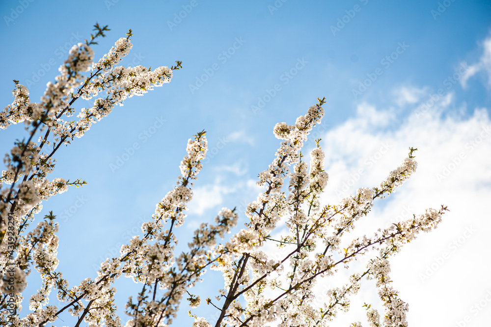 White blossom of apple blossoms on a sunny day on a background of blue sky. Background, banner White blossom of apple blossoms on a sunny day on a background of blue sky. Background, banner