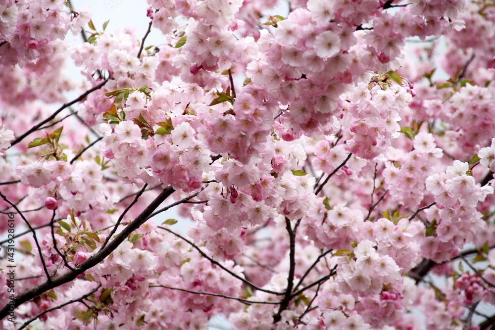 Pink cherry blossoms on branches on a sky background, Cherry blossoms or sakura in Riga, Latvia 