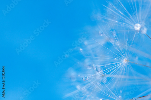 Dandelion seeds with dew drops are a perfect decoration for a stylish interior