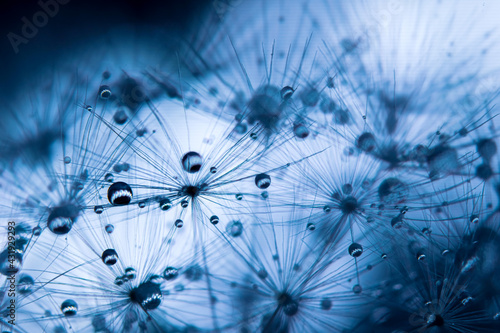 Dandelion seeds with dew drops are a perfect decoration for a stylish interior