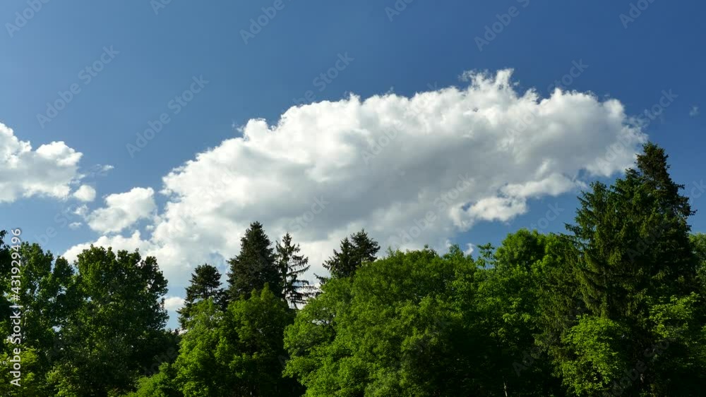Top of green trees and beautiful clouds. Spring nature landscape. Top of green trees and beautiful clouds. Spring nature landscape.