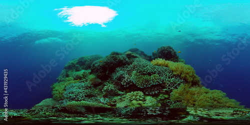 Underwater Scene Coral Reef. Coral Reefs Seascape. Underwater sea fish. Tropical fish reef marine. Philippines. Virtual Reality 360.