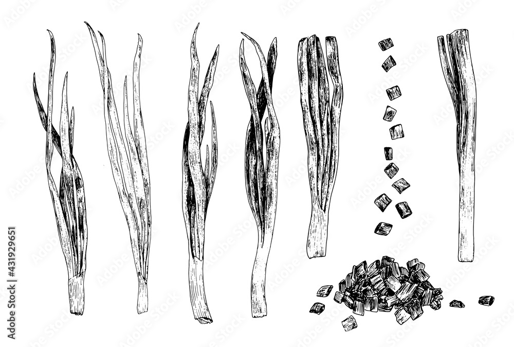 Vector set of isolated elements of young green onions whole feathers and trimmed and a bunch of slices drawn by hand in sketch style with a black line on a white background for a green packaging desig - obrazy, fototapety, plakaty 