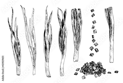 Vector set of isolated elements of young green onions whole feathers and trimmed and a bunch of slices drawn by hand in sketch style with a black line on a white background for a green packaging desig