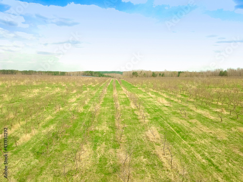 Drone view of an apple orchard in early spring, trees without leaves