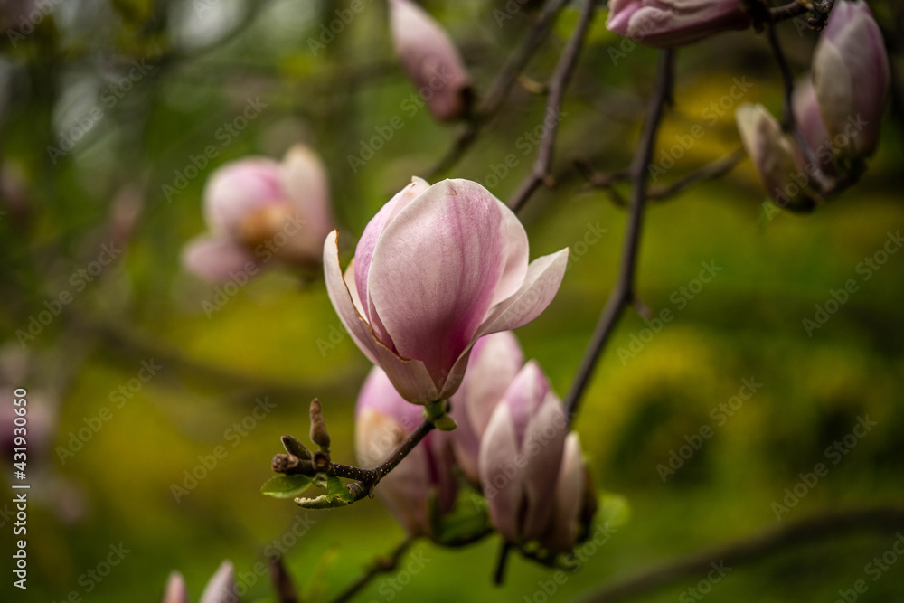 Fototapeta premium lovely blooming pink magnolia flower, spring day