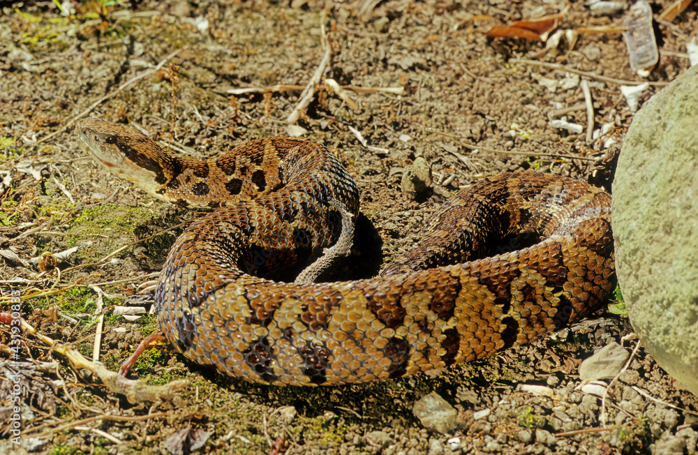 Fototapeta premium Bothrops atrox