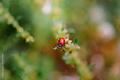 Spring Nature background. Green grass with ladybug. Beautiful nature background with morning fresh grass and ladybug. © Francesco