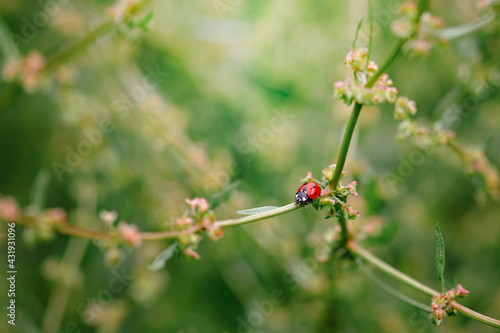 Spring Nature background. Green grass with ladybug. Beautiful nature background with morning fresh grass and ladybug.