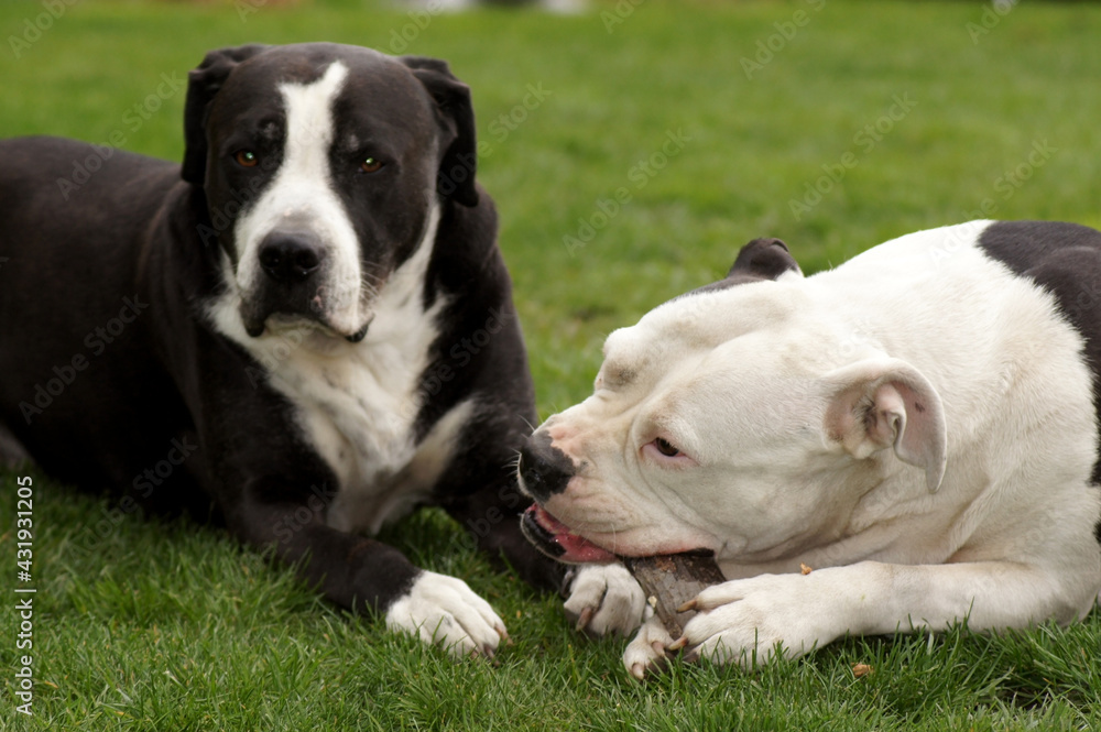 Fototapeta premium Zwei Hunde auf der Wiese beim Holz kauen