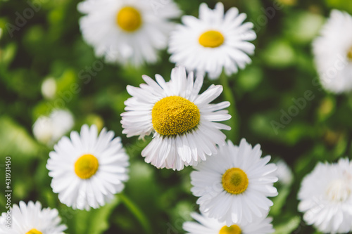 Chamomile flowers background  white-yellow buds among green grass