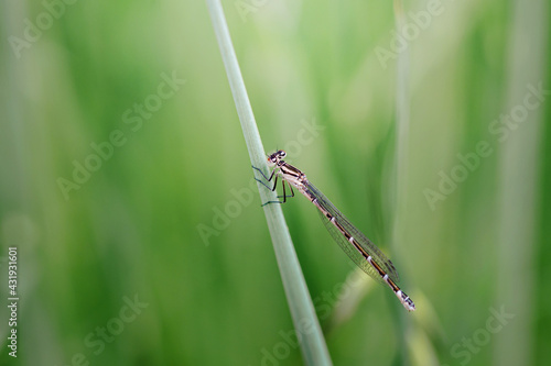 blue dragonfly sits on a grass on a meadow