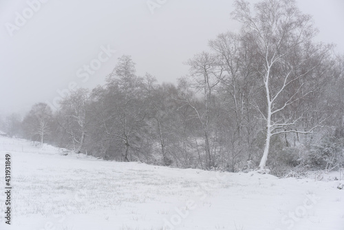 Trees covered in snow on a white winter landscape with snow flakes falling in Mondim de Basto, Portugal