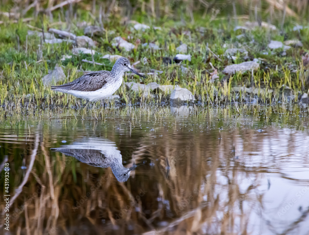 Common Greenshank (Tringa nebularia), Dehtar pond, Southern Bohemia, Czech Republic Common Greenshank (Tringa nebularia), Dehtar pond, Southern Bohemia, Czech Republic