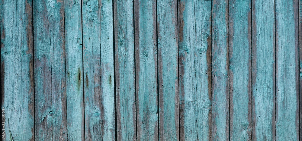 Fototapeta premium old rustic fence with peeling bluish paint with the texture of dry cracks and dots of nails and knots, country style background, aged shabby wooden surface made of dried planks