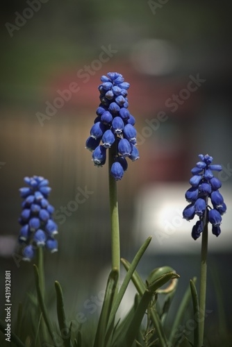 beautiful blue springflowers  muscari neglectum  in the morning 
