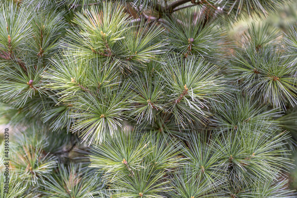 Fluffy textured leaves of evergreen coniferous tree Fluffy textured leaves of evergreen coniferous tree