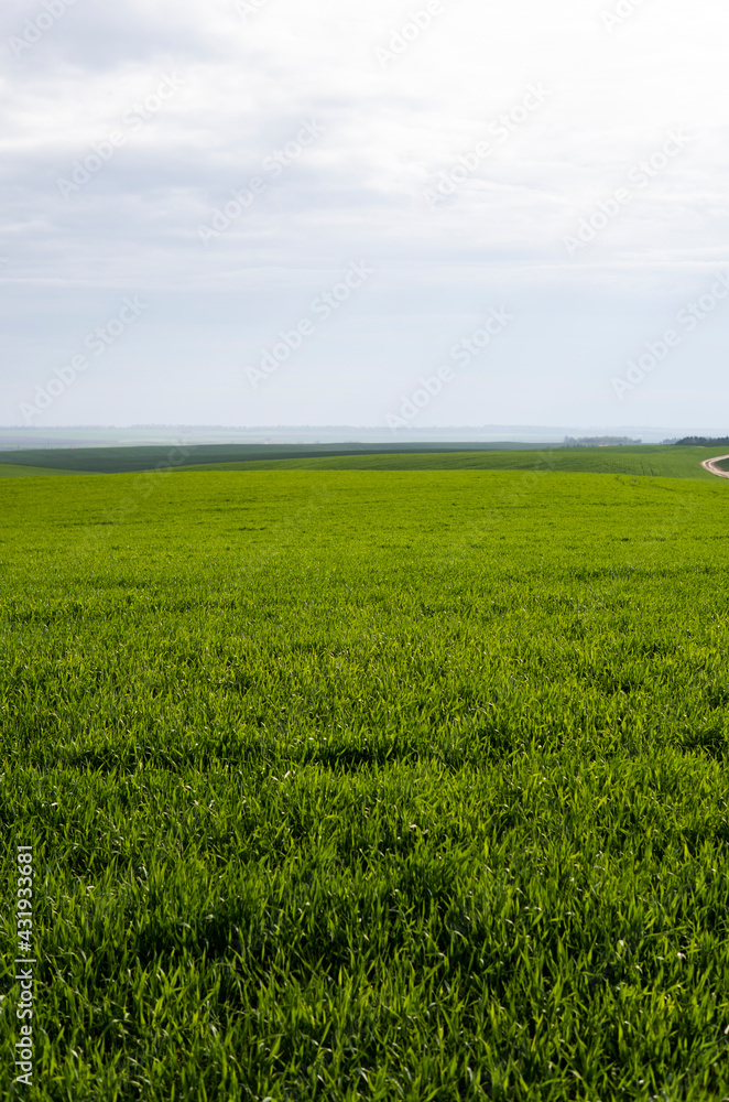 Field of young green wheat seedlings. Sprouts of young barley or wheat that have sprouted in the soil. Close up on sprouting rye on a field. Sprouts of rye. Agriculture, cultivation.