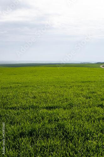 Field of young green wheat seedlings. Sprouts of young barley or wheat that have sprouted in the soil. Close up on sprouting rye on a field. Sprouts of rye. Agriculture, cultivation.