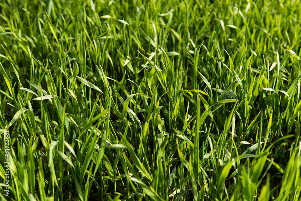 Young green wheat seedlings growing in soil on a field. Close up on sprouting rye on a field. Sprouts of rye. Sprouts of young barley or wheat that have sprouted in the soil. Agriculture, cultivation. Young green wheat seedlings growing in soil on a field. Close up on sprouting rye on a field. Sprouts of rye. Sprouts of young barley or wheat that have sprouted in the soil. Agriculture, cultivation.