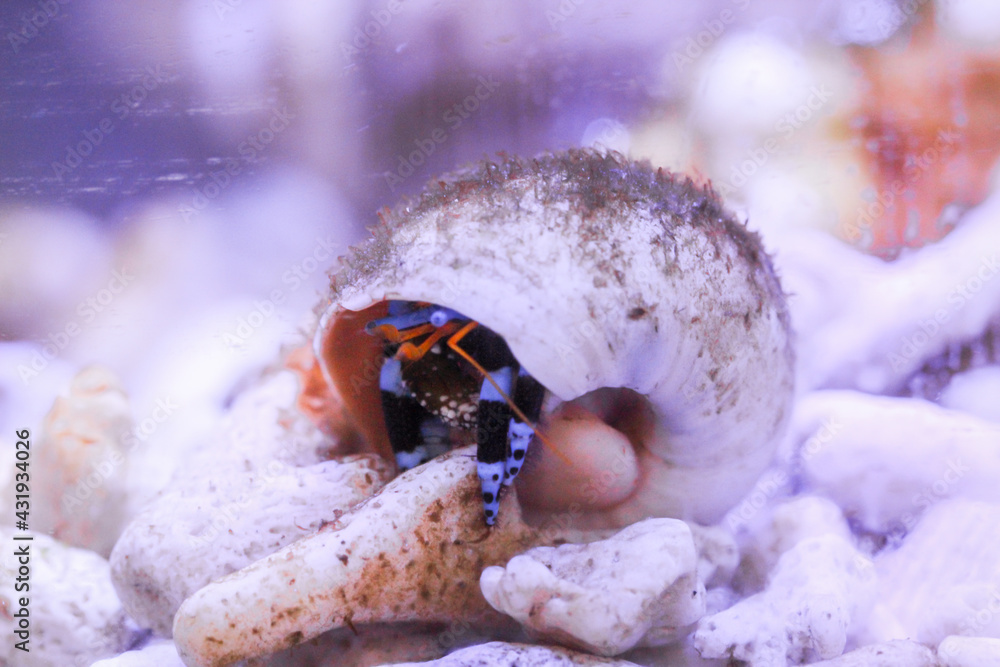 Ein schwarz blauer Einsiedlerkrebs in einem Schneckenhaus im Aquarium.