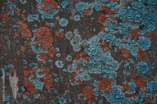 Blue and orange lichen on a tree. Defeat of the tree trunk lichen. The texture of wood and lichen. A kind of moss on the bark of a tree.