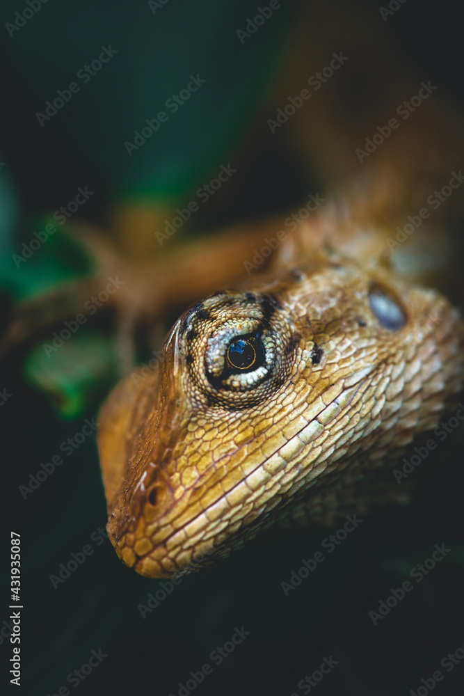 Nature view of reptiles on green leaf background .The Chameleon adhesing on twigs .