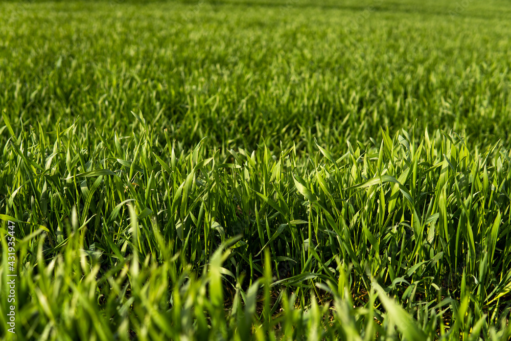 Field of young green wheat seedlings. Sprouts of young barley or wheat that have sprouted in the soil. Close up on sprouting rye on a field. Sprouts of rye. Agriculture, cultivation. Field of young green wheat seedlings. Sprouts of young barley or wheat that have sprouted in the soil. Close up on sprouting rye on a field. Sprouts of rye. Agriculture, cultivation.