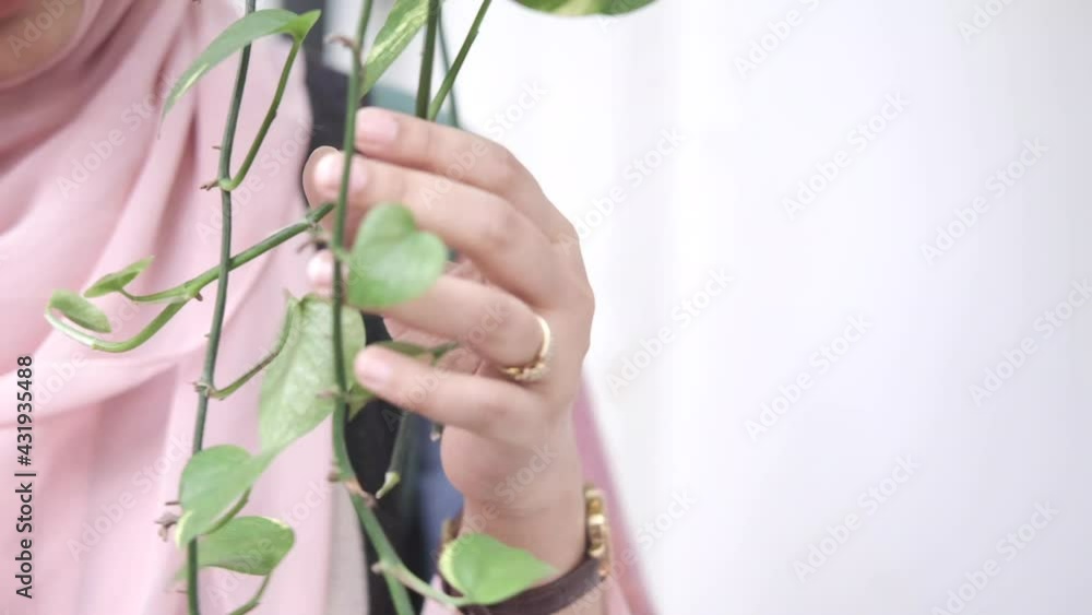 women hand touching plant leaf close up. women hand touching plant leaf close up.