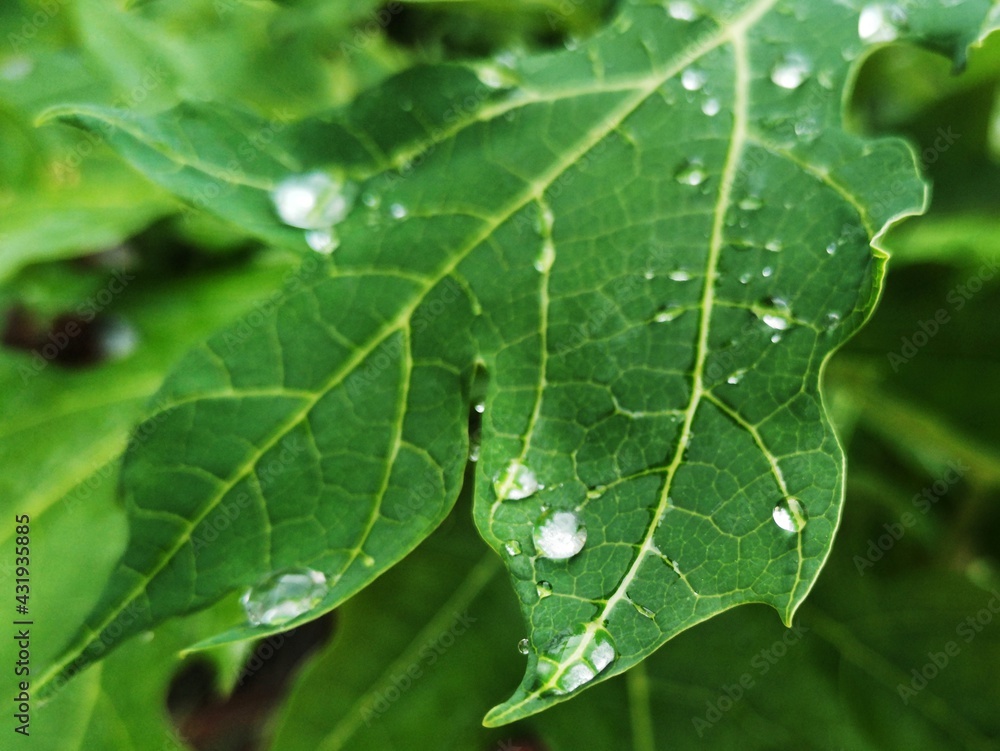 leaf with water drops leaf with water drops