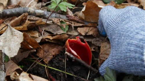 Collecting rare red Sarcoscypha spring mushrooms in the forest