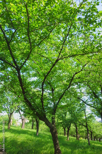 緑の葉が生い茂る桜の木