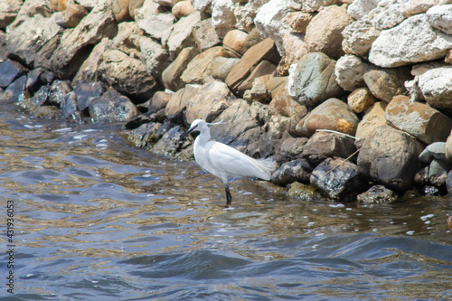 The little egret (Egretta garzetta) at the Nature Reserve Saline of Tarquinia , little egret looking for fishing on the swamp 