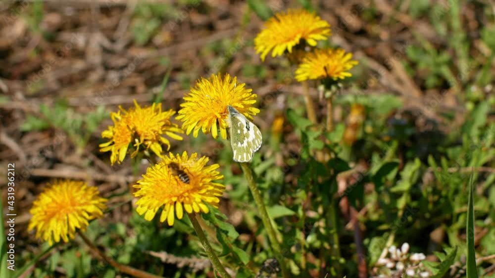 A beautiful white butterfly flew to the spring yellow flower. Spring is the first flower and insect. Close-up.
A beautiful white butterfly flew to the spring yellow flower. Spring is the first flower and insect. Close-up.