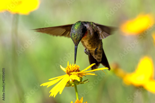 hummingbird with yellow flowers